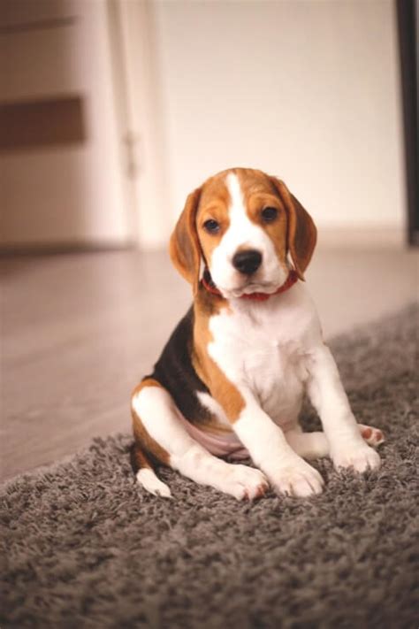 How Much Does A Miniature Beagle Cost