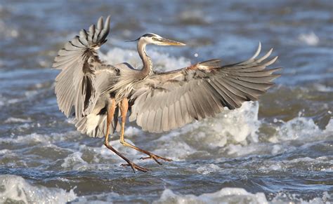 Great Blue Heron 1 - Media Literacy Clearinghouse