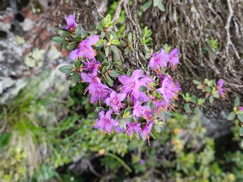 高山杜鹃：四川唐家河国家级自然保护区 中国自然保护区生物标本资源共享平台