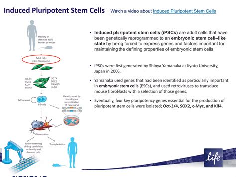 What are stem cells? An introduction to different types of stem cells ...