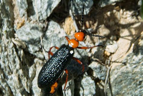 Arizona Blister Beetle Coleoptera Meloidae Optofr Galleries