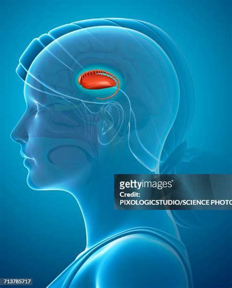 caudate nucleus stock  high res pictures  images getty
