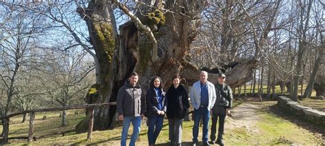 A Xunta Pon En Valor O Souto De Rozabales Como Unha Mostra Exemplar De