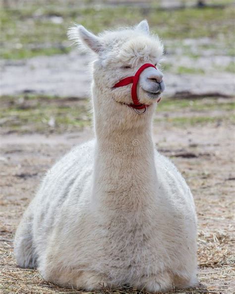 245 Llama Lying Stock Photos Free And Royalty Free Stock Photos From