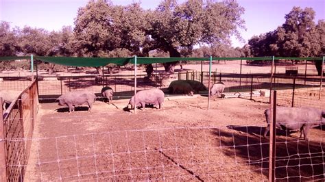 Giraldillo On Twitter De La Mar El Mero Y De La Tierra El Cochino