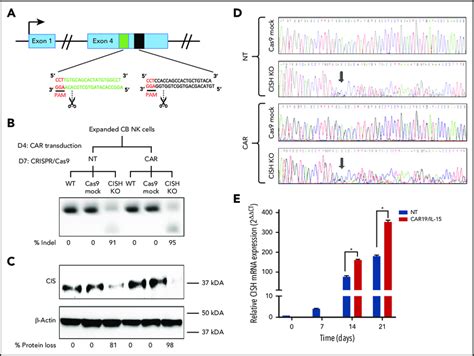 Frontiers Crisprcas9 Mediated Knockout Of The Dicer And 49 Off