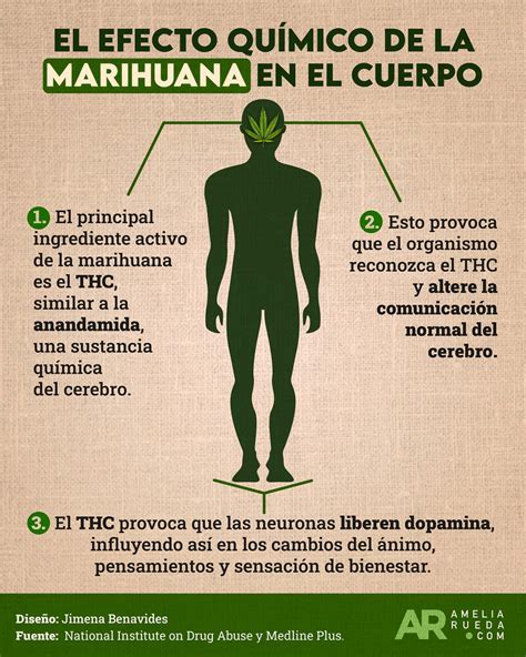 El efecto químico de la marihuana en el cuerpo