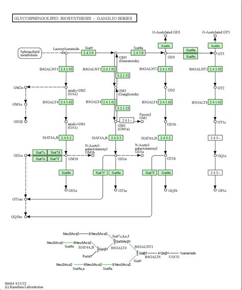 KEGG PATHWAY Glycosphingolipid Biosynthesis Ganglio Series Homo