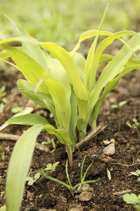 My Corn Plant Is Turning Yellow Tips On Treating Yellowing Corn Plants Corn Plant Vegetable