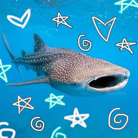 🦈🦈🦈 In 2023 Cute Shark Shark Pictures Marine Animals