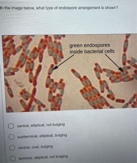 Solved In The Image Below What Type Of Endospore Chegg