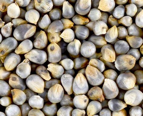 Here Are Some Incredible Health Benefits Of Bajra | HerZindagi