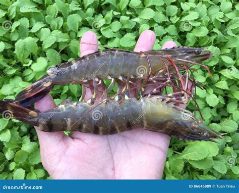 The Vietnamese Black Tiger Shrimp, Penaeus Monodon Stock Image - Image of japan, diseases: 86646889