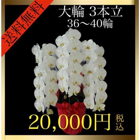 胡蝶蘭 大輪 3本立ち 36輪〜40輪（蕾込み） 白 花 お祝い ギフト 開店 誕生日 Seven 003 Sevens Farm