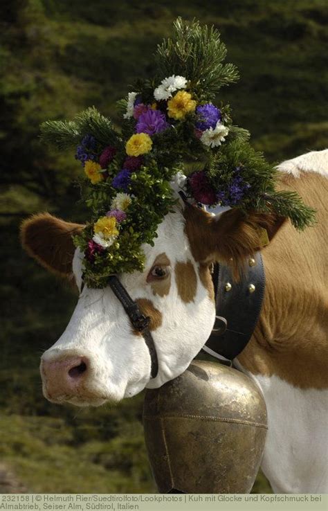 Kuh Mit Glocke Und Kopfschmuck Bei Almabtrieb Seiser Alm S Dtirol