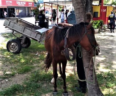 Homem é preso em flagrante por maus tratos a cavalo em Natal Rio