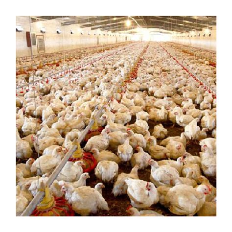 China Automatic Poultry Equipment Farming Ground Floor Feeding System For Broiler Chicken