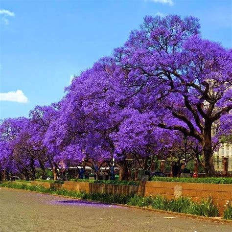 50 Blue Jacaranda Tree Seeds jacaranda Mimosifolia /jacaranda - Etsy