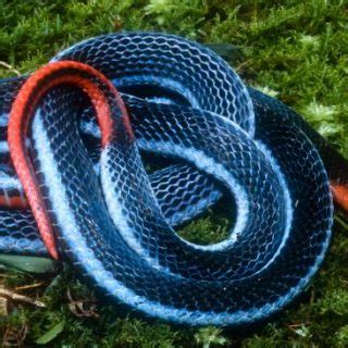 Blue Coral Snake Facts and Pictures