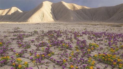 FLORES ESTÃO NASCENDO NO DESERTO Entenda o motivo YouTube