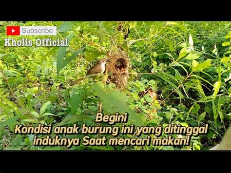 Begini Kondisi Anak Ciblek Ditinggalkan Induknya Saat Mencari Makanan