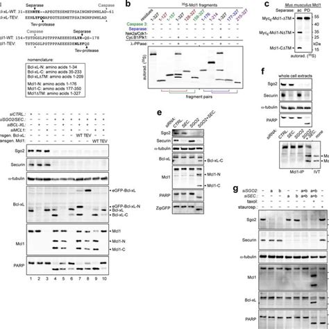 Characterization Of Mcl1 And Bcl Xl Cleavage By Separase And Caspase Download Scientific