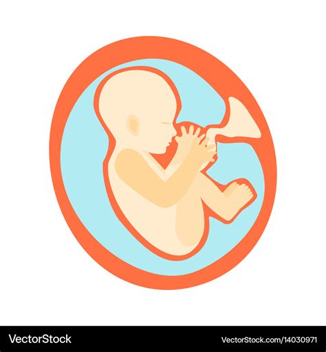 Pregnancy Fetal Growth Stage Development Vector Image