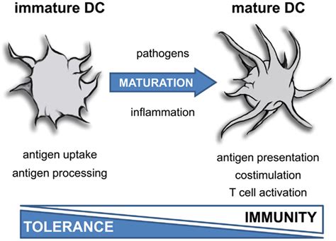 Function Of Dendritic Cells Depends On Maturation Inflammatory