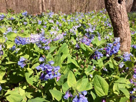 Potomac Hike Virginia Bluebells And Sycamores At Riverbend Park