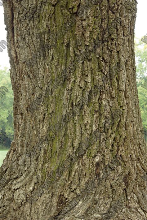 Rough Tree Bark 0012 | TextureMax