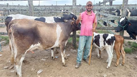 Feira Das Vacas Leiteiras Capoeiras Pe 17022023 Só Capa De Revista Hj