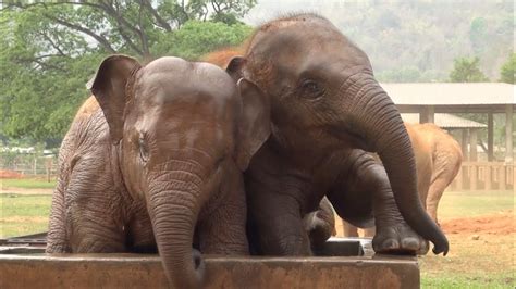 Baby Elephant Enjoying In The Water Tank Elephantnews Youtube