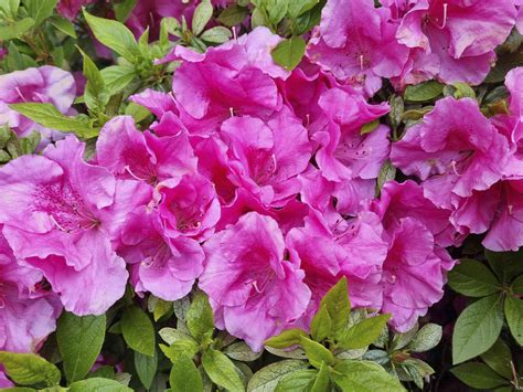 Why Isn't My Azalea Bush Blooming? Gardening Pros Weigh In