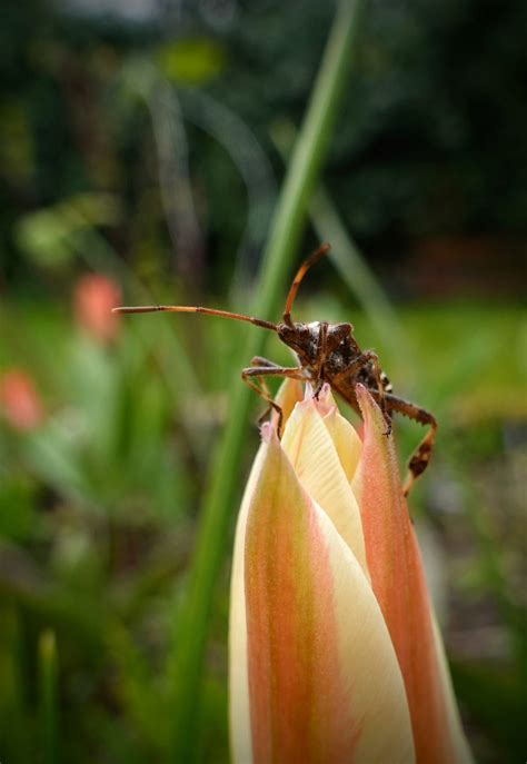 Natuurcentrum Arnhem Kleine Beestjes In Park Sonsbeek