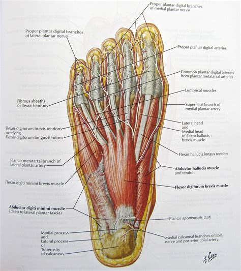 Foot Diagram Bottom Nerves