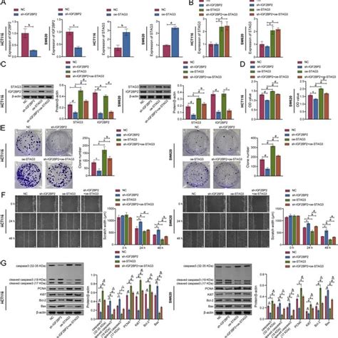 METTL3 Affected Proliferation Migration And Apoptosis Of CRC Cells By