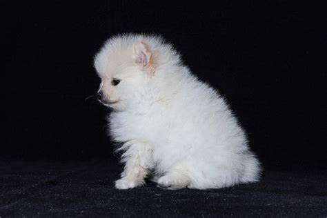 BiaŁy Pomeranian Cena Charakter Porady Zoonewspl
