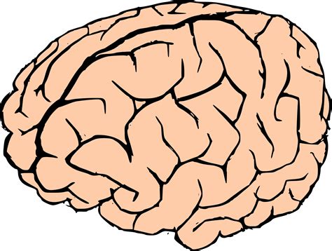 clipart brain