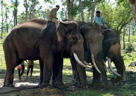 En Inde Sur La Ligne De Front Entre Hommes Et éléphants Geofr