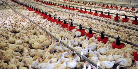 Augmenter les salaires avant de libérer les poulets Roussel