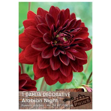 Dahlia Decorative Arabian Night 1 Tuber