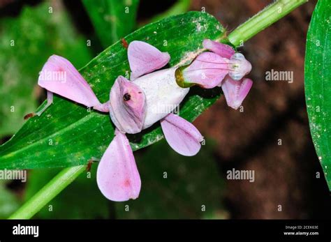 Pink Orchid Mantis Malaysian Orchid Mantis Hymenopus Coronatus Or