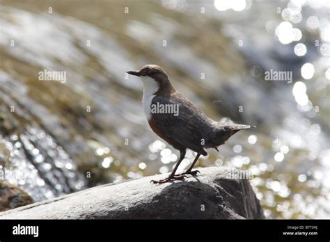 Dipper Perched Hi Res Stock Photography And Images Alamy