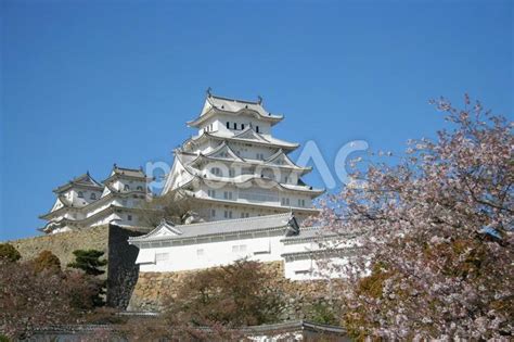 世界遺産 国宝 姫路城と桜 No 22095997｜写真素材なら「写真ac」無料（フリー）ダウンロードok