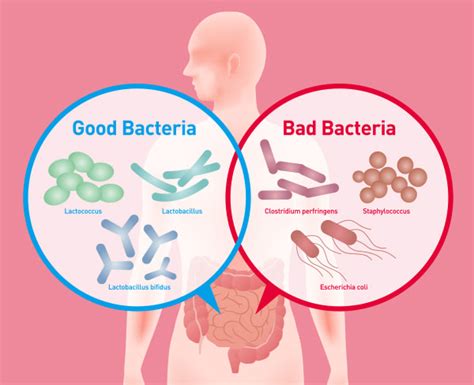 Harmful Bacteria To Humans