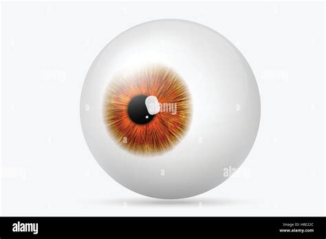 The Human Eye Stock Vector Image Art Alamy