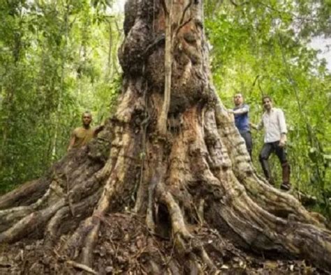 Not Cias Pau Brasil Gigante De Anos Descoberto No Sul Da Bahia