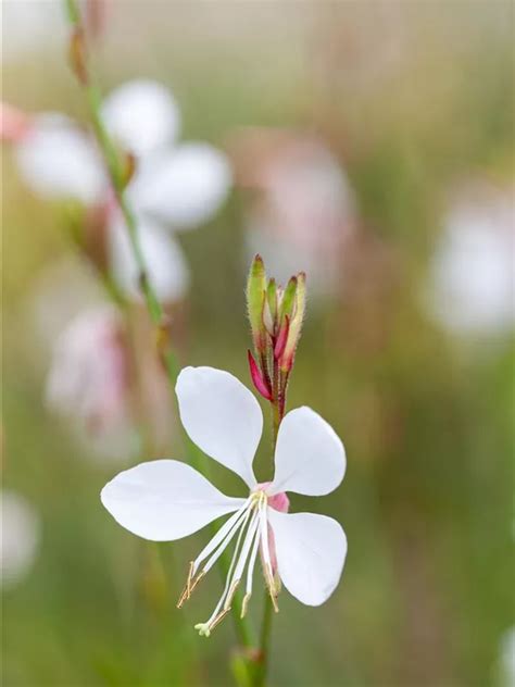 Gaura Lindheimerii Gambit White R Prachtkerze Baumschule