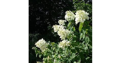 Hydrangea Paniculata White Moth At Loder Plants RH13