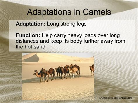 Adaptations in camels 5.10 a